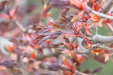 Close-up shot of a fall leaf cluster, vibrant autumn colors yellow, red, brown, crisp and aged...