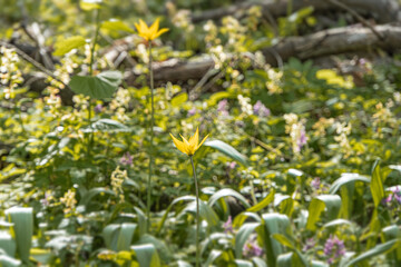 Close-up image of a lush, blooming wildflower carpet with a weathered tree trunk in the background,...