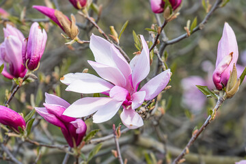 Close-up of pale pink tree blossoms in various stages, outdoor setting, soft lighting, shallow...