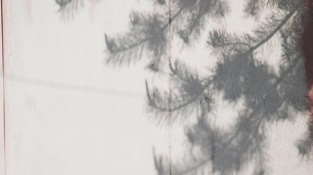 Gray shadow of pine tree branches swaying on white fence wall background