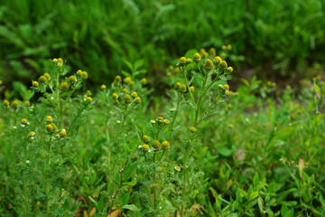 Rayless blossoms of wild chamomile (Matricaria discoidea).