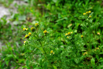 Rayless blossoms of wild chamomile (Matricaria discoidea).