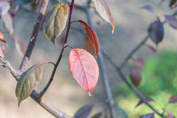 A close-up of autumn leaves in various shades, suspended by a breeze with water droplets, captured...