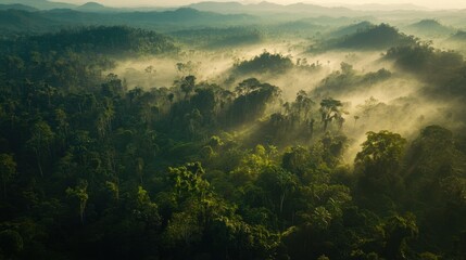 Mysterious foggy jungle landscape amazon rainforest aerial view serene environment nature photography