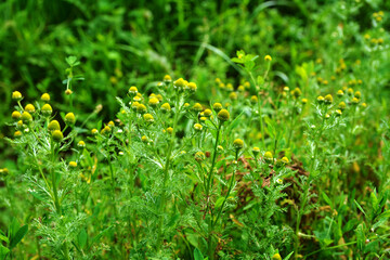 Rayless blossoms of wild chamomile (Matricaria discoidea).