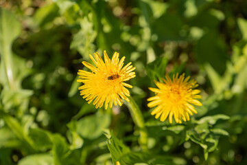 Close-up image of two mature dandelion seed heads against a lush green backdrop Seed heads are...