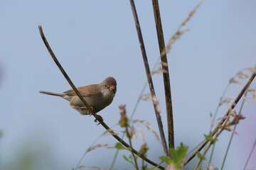 Small bird perched on a branch against blue sky.