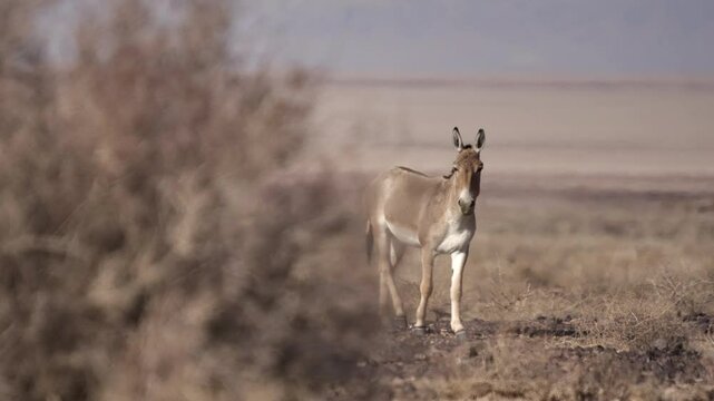 A group of Persian onagers grazing calmly in the dry desert plains of Iran. This rare wildlife footage captures the beauty and resilience of these endangered wild asses, highlighting Iran&rsquo;s nature