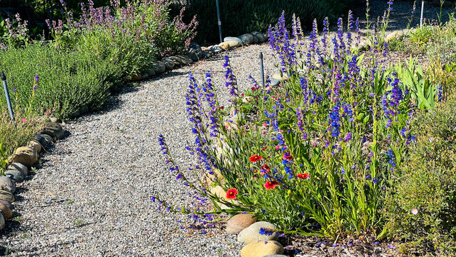 Penstemon strictus, Rocky Mountain penstemon (beardtongue) with showy blue flowers that bloom in the garden on a sunny summer day.