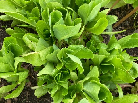 lettuce in the garden