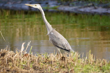 blue heron