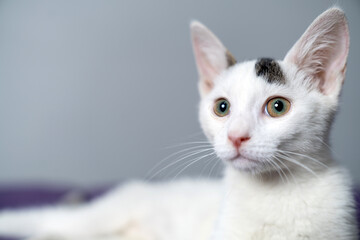Adorable curious white kitten with big green eyes looking directly at camera indoors, close up portrait of cute domestic pet cat with pink nose and soft fur on neutral background, copy space