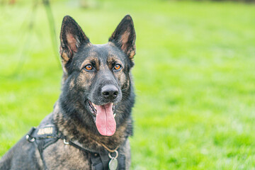 German Shepherd Dog on border duty, facing camera with open mouth, dark fur coat with breed markings, perked ears, alert expression, outdoor grassy background, natural lighting, soft shadows, focused