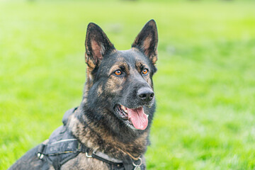 A candid, outdoor photograph captures a well-groomed German Shepherd dog on duty at the border, standing on a grassy surface The dog is alert, facing right with an open mouth, possibly panting or ba