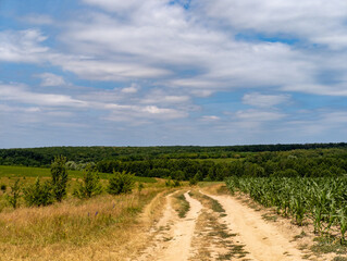 A dirt road in the middle of a corn field