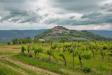Motovun hilltop town with vineyard landscape in Croatia.