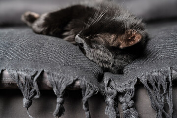 Black cat camouflaged on dark grey sofa with tassel blanket, cozy home interior, feline resting,...