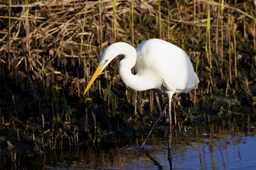 white egret