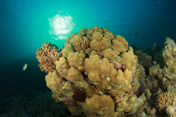 Reef area covered with hard coral near the surface under the evening sun.