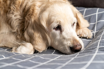 Sick, cold and tired golden retriever dog lying down, sleeping, resting, relaxing. Snot running out...