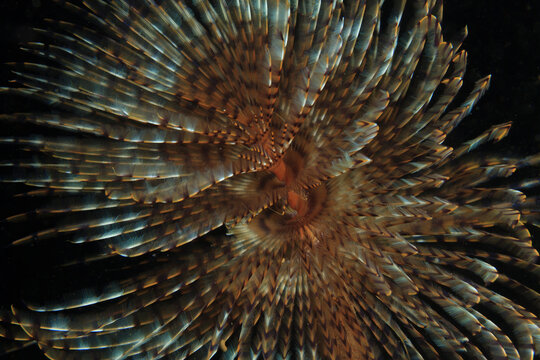 Close-up of spirograph in the sea night.