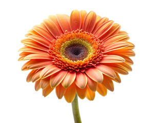 orange gerber daisy isolated on white background. PNG Transparent file type with high definition quality And vibrant color grading Available.