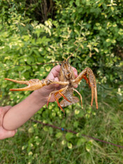 A person holding a crayfish in their hand in the grass