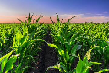 Corn Field at Sunset: Green Rows and Colorful Sky