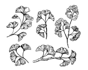 Ginkgo biloba sketch set, hand drawn vector illustrations © aksol