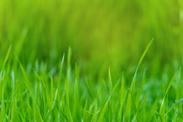 Long leaves of green juicy grass against a blurred background with empty copy space for adding...