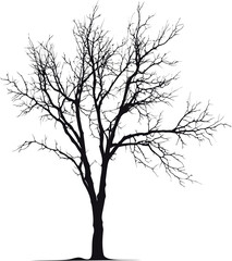 Obraz premium Silhouette of a leafless tree against, nature contrast