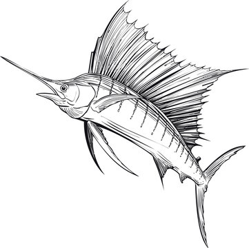 Black and white illustration of a sailfish with detailed line art