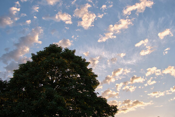 夕焼け空と大きな木のシルエット / Silhouette of a large tree against the sunset sky