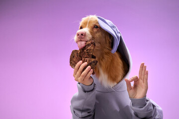 A Nova Scotia Duck Tolling Retriever wearing a lavender hoodie poses with a snack against a...