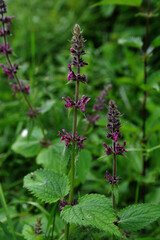 Close up of a hedge woundwort (stachys sylvatica) flower in bloom