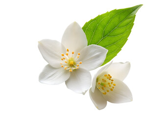 Obraz premium white cherry blossom isolated on white background. PNG Transparent file type with high definition quality And vibrant color grading Available.