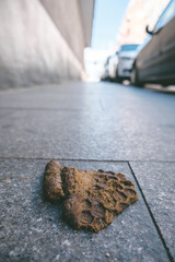 Dog Waste on Sidewalk
