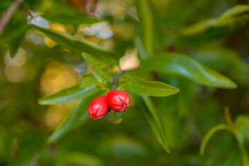 Red fruits of pomegranate on a branch in the garden