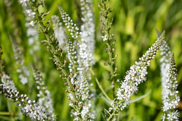 Meadow grass with white flowers close-up. Natural background.