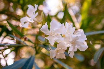 White oleander flowers in the garden. Beautiful nature background.