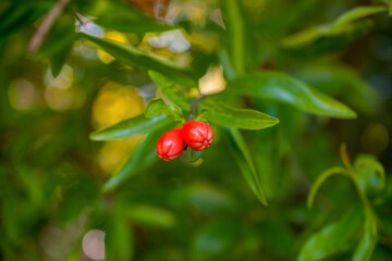 Pomegranate fruit on a tree branch in the garden.