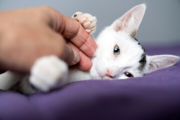 Cute white kitten enjoying gentle chin scratches while lying on a soft purple blanket, adorable pet...