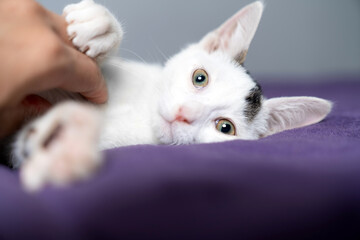 Cute white kitten enjoying gentle chin scratches while lying on a soft purple blanket, adorable pet...