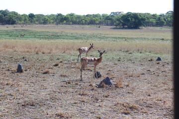 Impala going for a drink