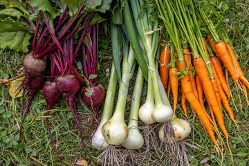 Freshly harvested beets, onions, and carrots. Close-up of colorful homegrown vegetables including red beets, green onions, and orange carrots freshly picked and laid on grass.