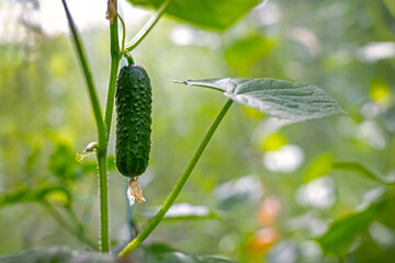 Fresh Cucumber Growing on Garden Vine. Close-up of a fresh cucumber hanging from a vine in a lush...