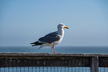 Western Gull (Larus occidentalis)