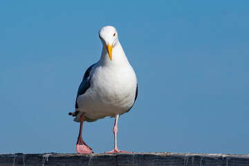 Western Gull (Larus occidentalis)