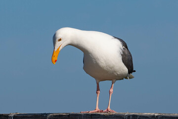 Western Gull (Larus occidentalis)