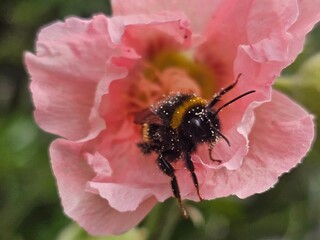bumblebee on a flower